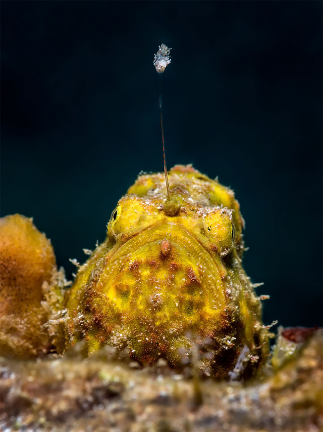 Победители конкурса подводной фотографии Ocean Art