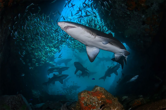 Победители конкурса подводной фотографии Ocean Art