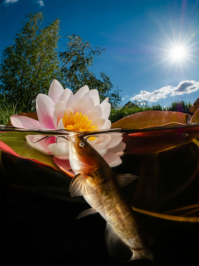 Победители конкурса подводной фотографии Ocean Art