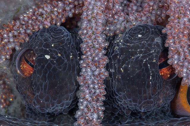 Победители конкурса подводной фотографии Ocean Art