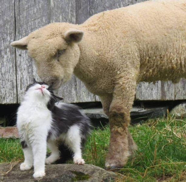 Замечательные фотографии, демонстрирующие дружбу в мире животных