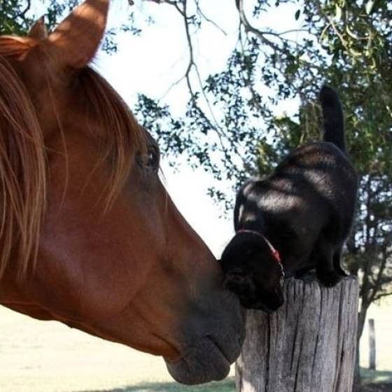 Замечательные фотографии, демонстрирующие дружбу в мире животных