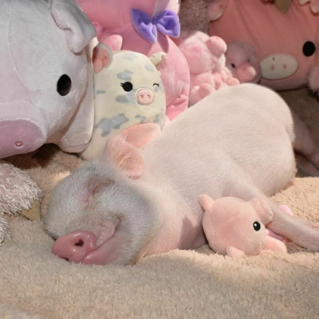 Милые и общительные свинки (фото)