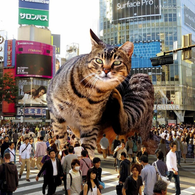 Если бы мир захватили гигантские кошки