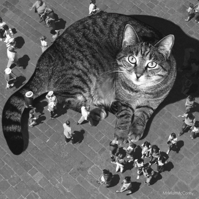 Если бы мир захватили гигантские кошки