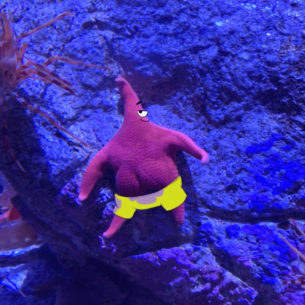 Морская звезда, похожая на персонажа «Спанч Боба», стала звездой мемов