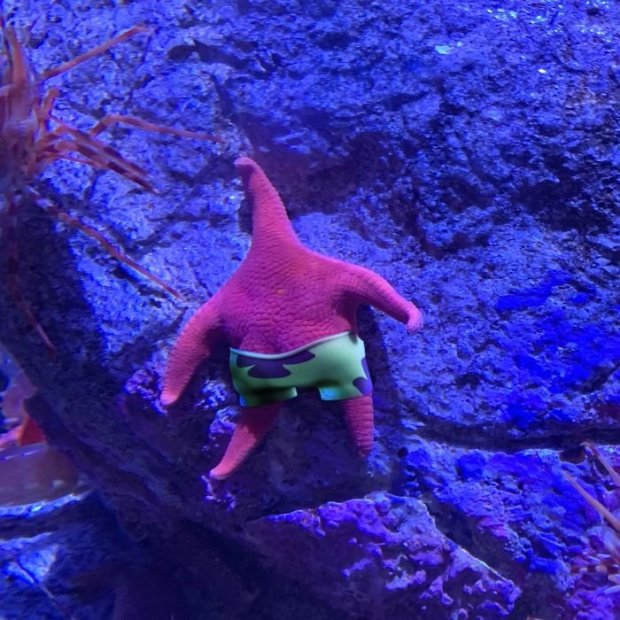 Морская звезда, похожая на персонажа «Спанч Боба», стала звездой мемов