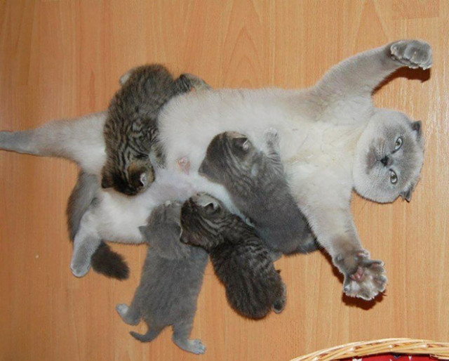 Кошки, которые выглядят не очень готовыми к материнству ( Фото)