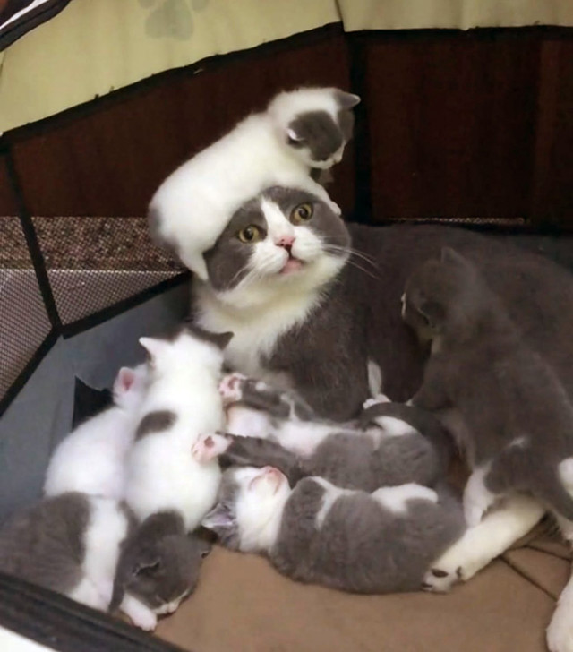 Кошки, которые выглядят не очень готовыми к материнству ( Фото)