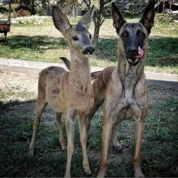 Позитив в фотографиях с животными