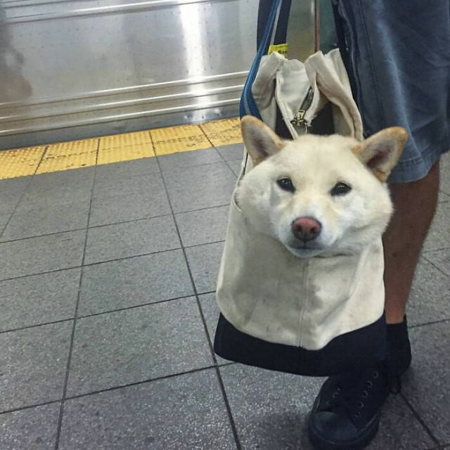 Люди сфотографировали путешествующих в сумках собак