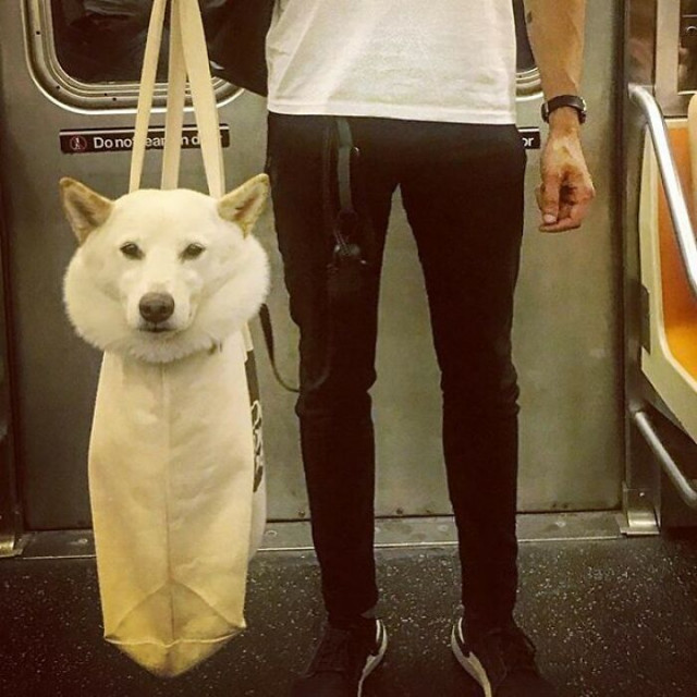 Люди сфотографировали путешествующих в сумках собак