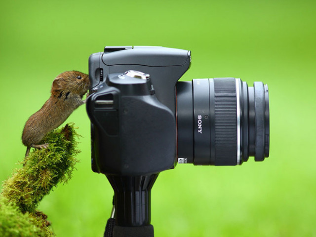 Животные, которые открыли в себе страсть к фотосъёмке