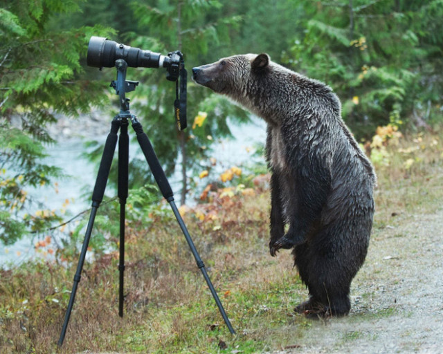 Животные, которые открыли в себе страсть к фотосъёмке