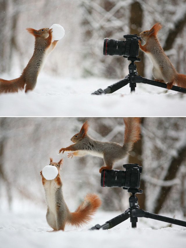 Животные, которые открыли в себе страсть к фотосъёмке