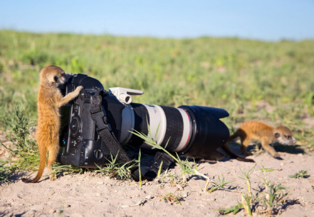 Животные, которые открыли в себе страсть к фотосъёмке