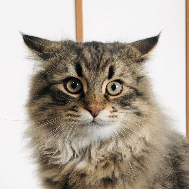 Кошка Яманеко, чьей экспрессии можно только позавидовать