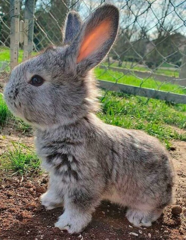 35 фотографий с кроликами, милота которых просто зашкаливает