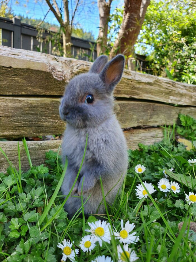 35 фотографий с кроликами, милота которых просто зашкаливает