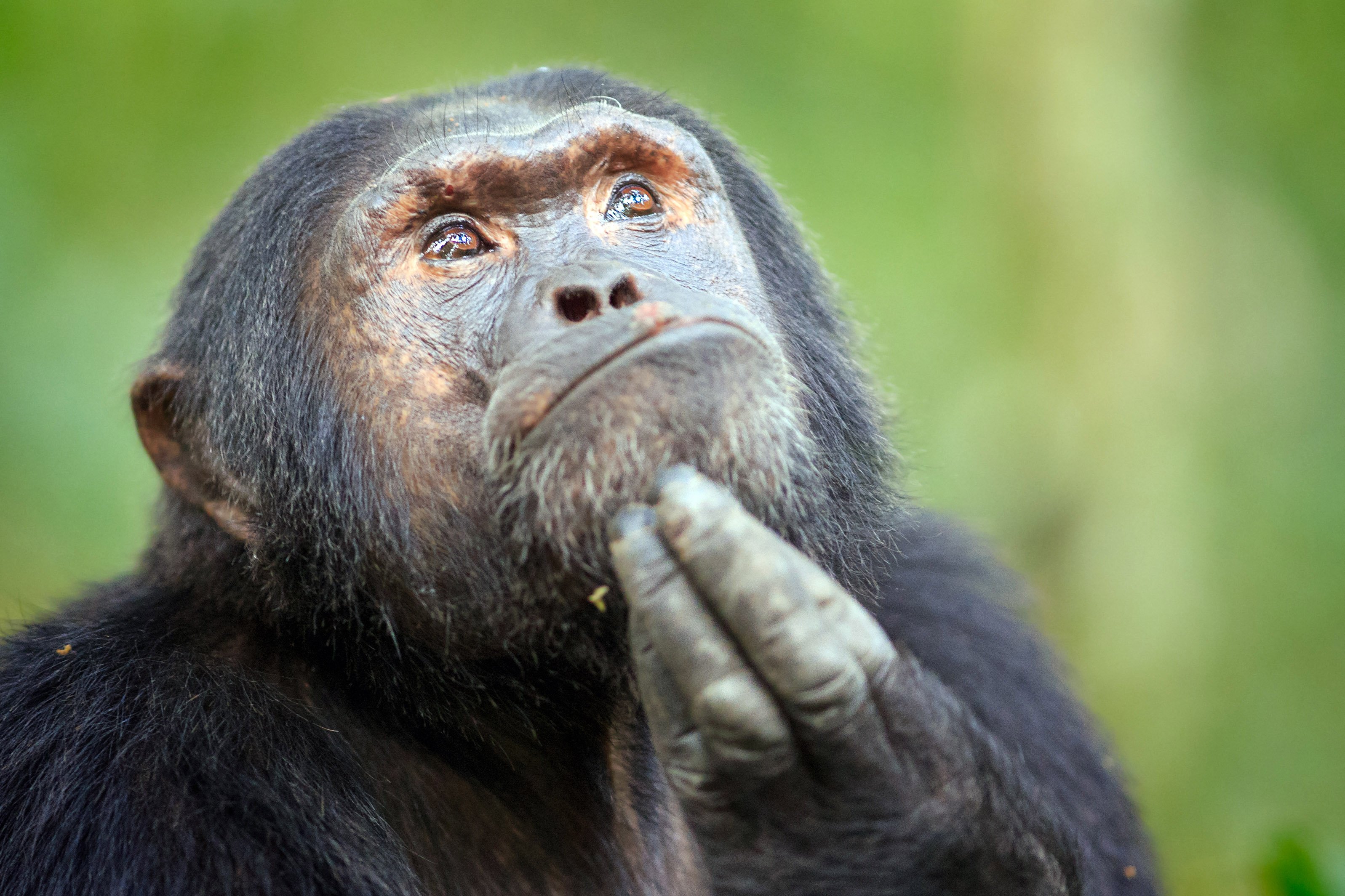 SHimpanze pridumali kreativnyj sposob sbezhat iz zooparka