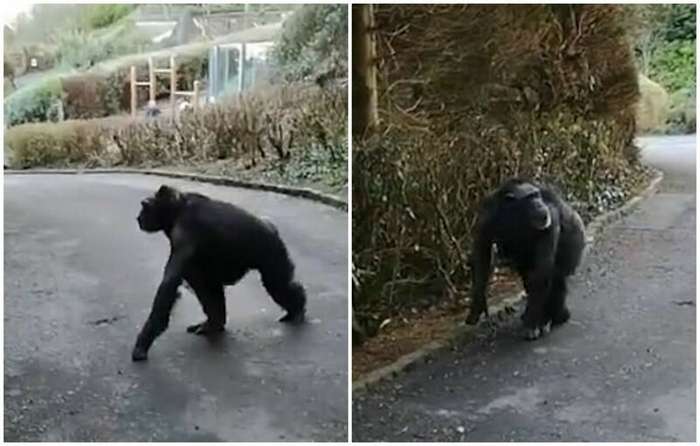 Шимпанзе придумали креативный способ сбежать из зоопарка