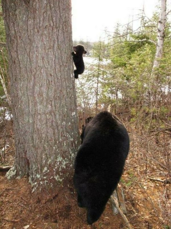 Забавные медведи и медвежата 