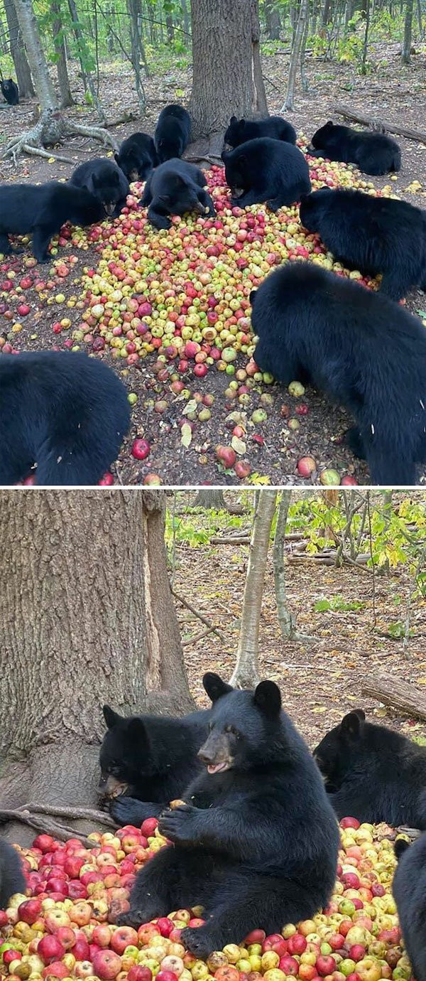 Забавные медведи и медвежата 