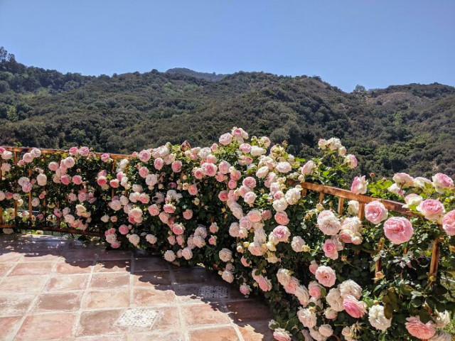 Фотографии, демонстрирующие любовь к цветам и садам