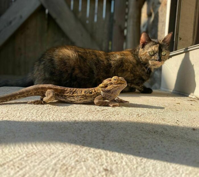 Животные, которые принадлежат разным видам, но похожи друг на друга (фото)