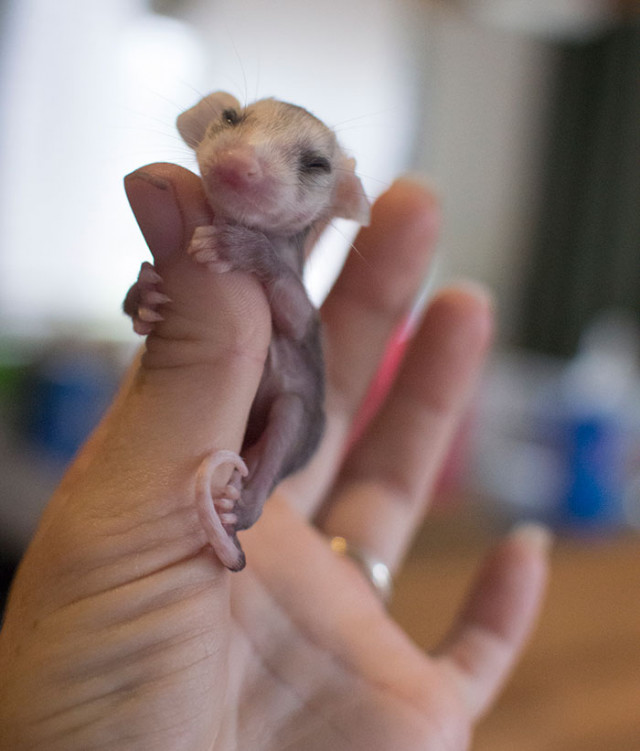 Фотографии настолько крошечных животных, что они помещаются на пальцах (фото)