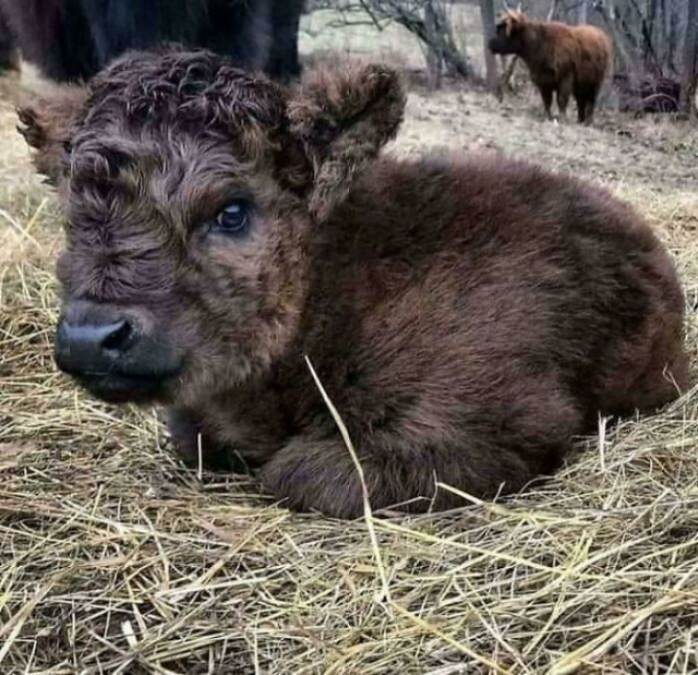 Трогательные фотографии с детёнышами, которые вызовут в вас умиление (фото)