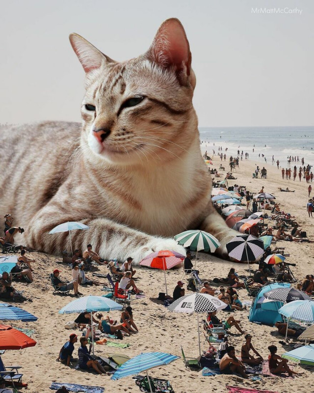 Фотохудожник показал, каким был бы мир, если бы его захватили кошки  (фото)