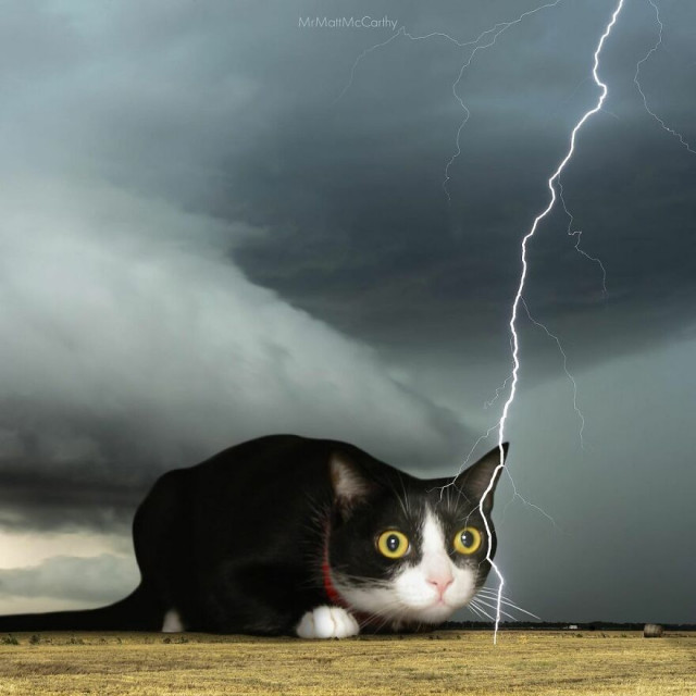 Фотохудожник показал, каким был бы мир, если бы его захватили кошки  (фото)
