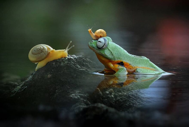 Забавные сцены из жизни рептилий в фотографиях Яна Хидаята