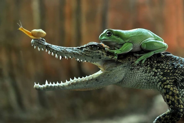 Забавные сцены из жизни рептилий в фотографиях Яна Хидаята