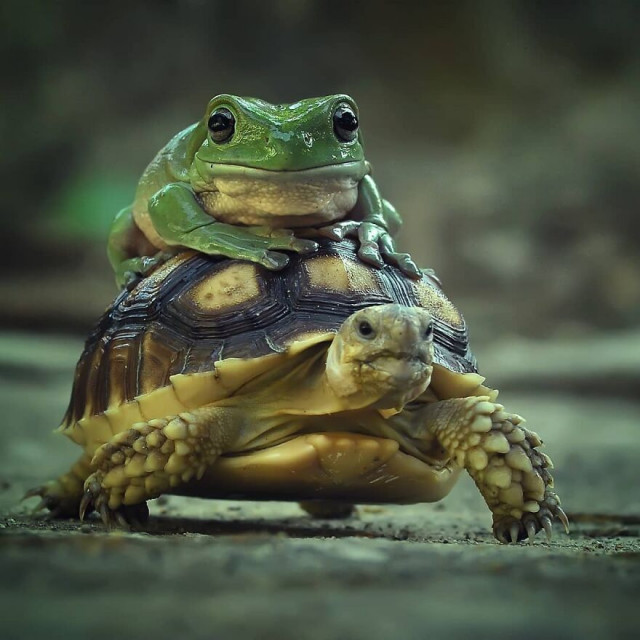 Забавные сцены из жизни рептилий в фотографиях Яна Хидаята