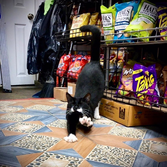 Кошки в магазинах, выглядящие так, будто они и есть хозяева (фото)