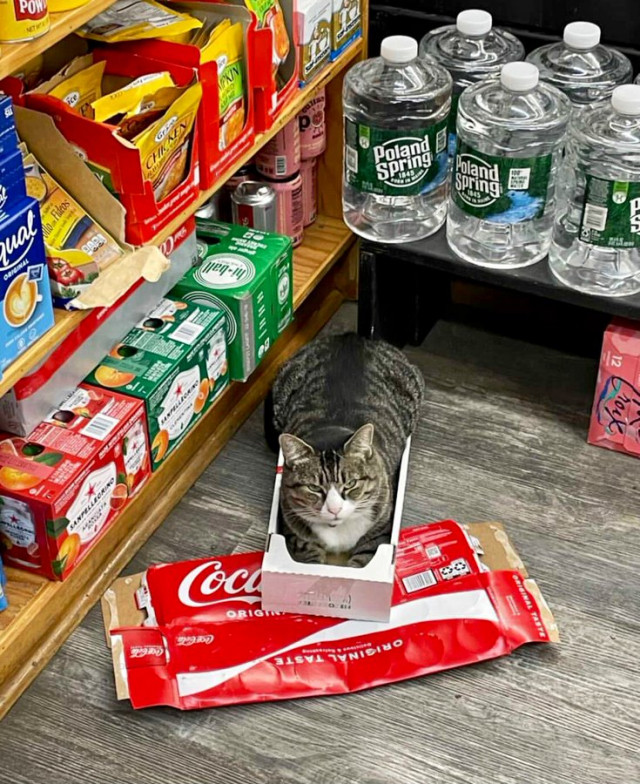 Кошки в магазинах, выглядящие так, будто они и есть хозяева (фото)