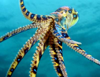 Самые опасные морские чудовища по версии National Geographic. Фото