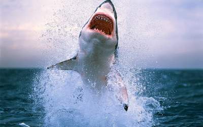 Самые опасные морские чудовища по версии National Geographic. Фото