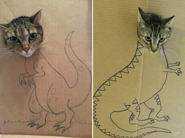 В сети показали,что происходит, когда у владельцев кошек есть картон и время (фото)