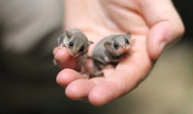 Несколько фотографий настолько крошечных животных, что они помещаются на пальцах