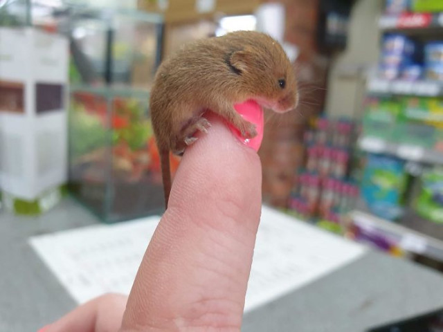 Несколько фотографий настолько крошечных животных, что они помещаются на пальцах