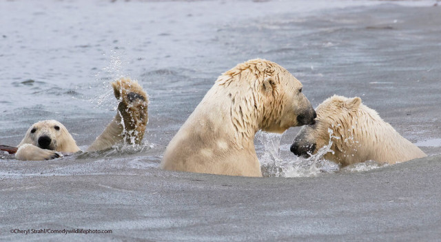 Финалисты конкурса на самую смешную фотографию с дикими животными Comedy Wildlife Photography Awards