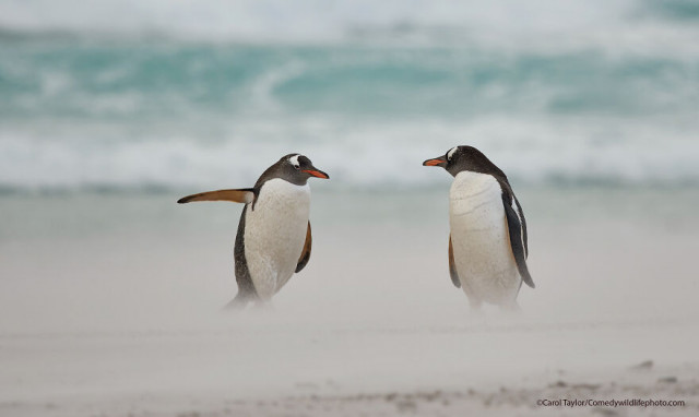 Финалисты конкурса на самую смешную фотографию с дикими животными Comedy Wildlife Photography Awards