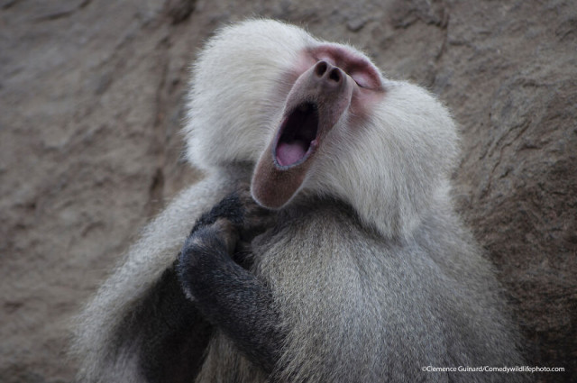 Финалисты конкурса на самую смешную фотографию с дикими животными Comedy Wildlife Photography Awards