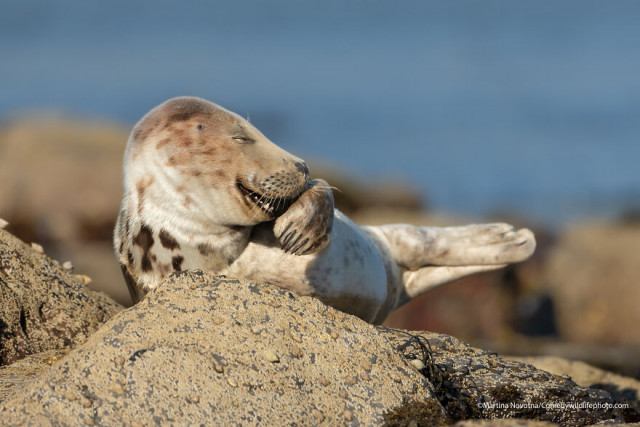 Финалисты конкурса на самую смешную фотографию с дикими животными Comedy Wildlife Photography Awards