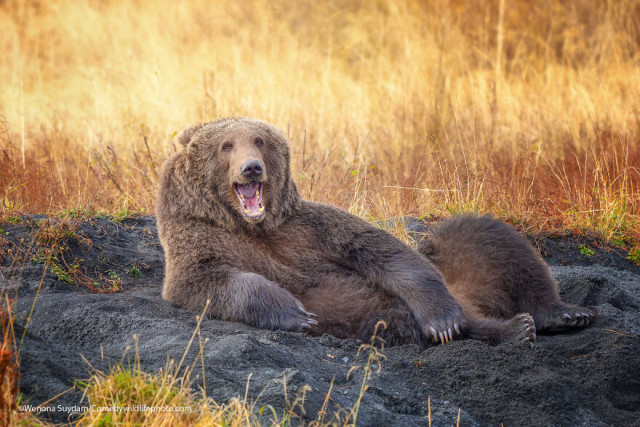 Финалисты конкурса на самую смешную фотографию с дикими животными Comedy Wildlife Photography Awards