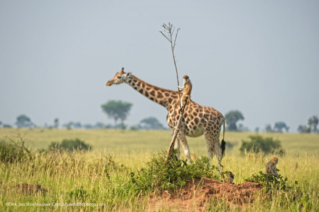 Финалисты конкурса на самую смешную фотографию с дикими животными Comedy Wildlife Photography Awards