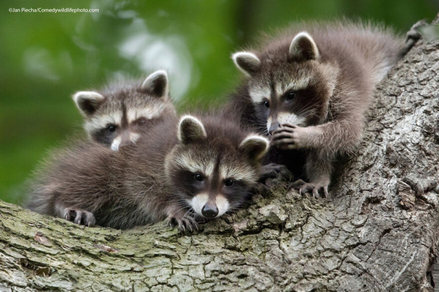 Финалисты конкурса на самую смешную фотографию с дикими животными Comedy Wildlife Photography Awards